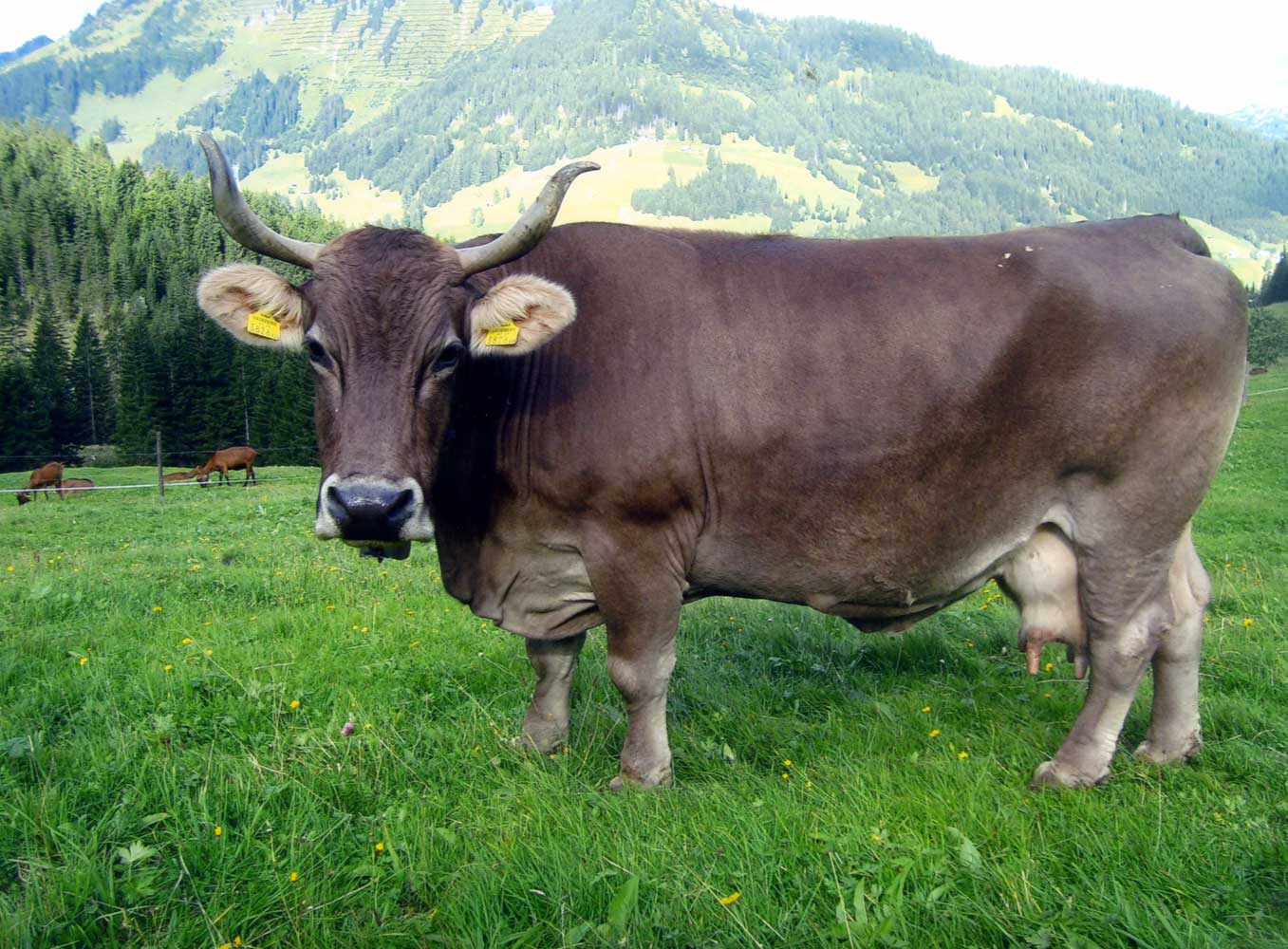 Innere Wiesalpe Kleinwalsertal, Ausflugsziel, Alpe, Brotzeit – unsere Kühe mit Horn