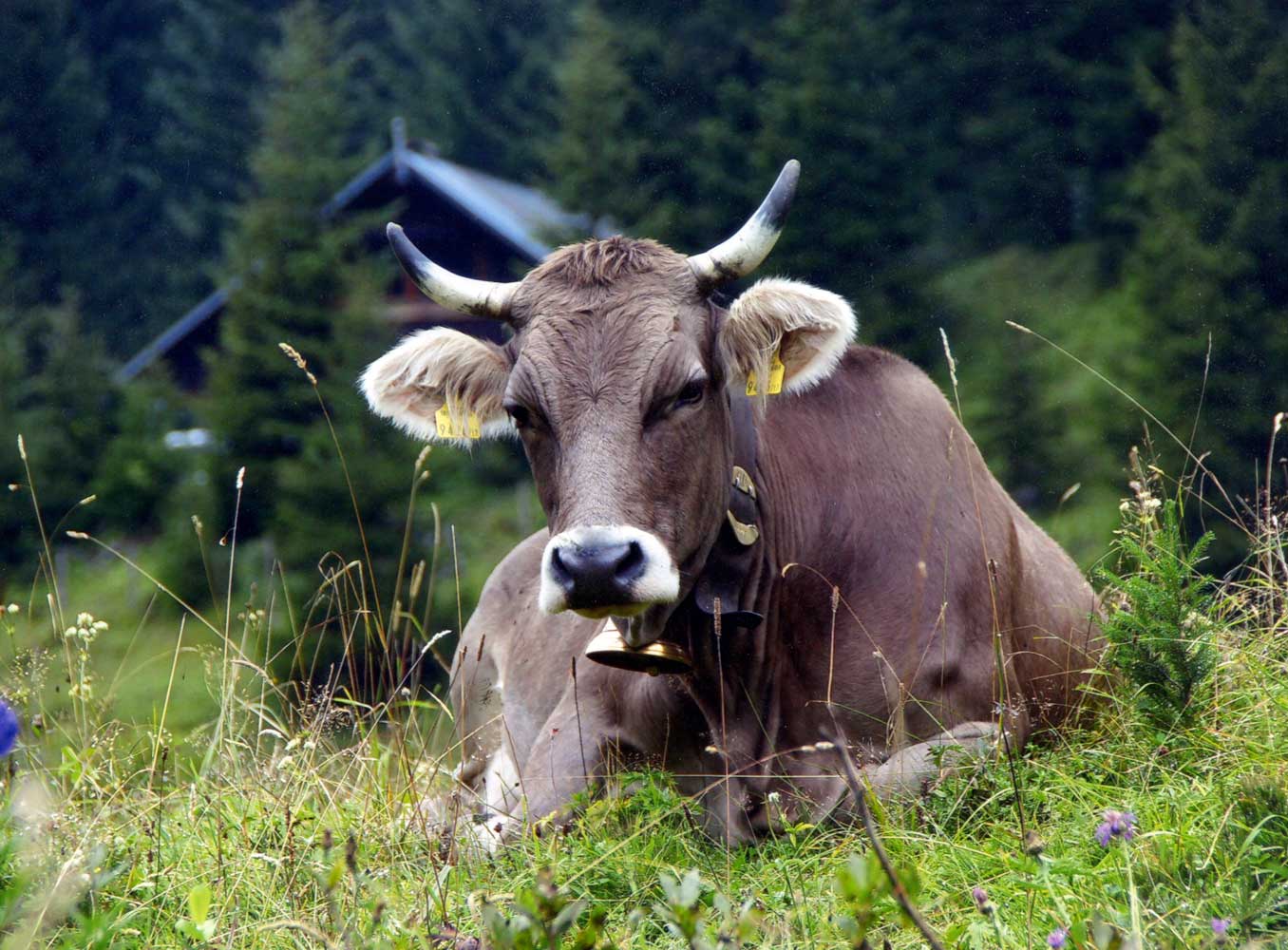 Innere Wiesalpe Kleinwalsertal, Ausflugsziel, Alpe, Brotzeit – eine unserer Ladys