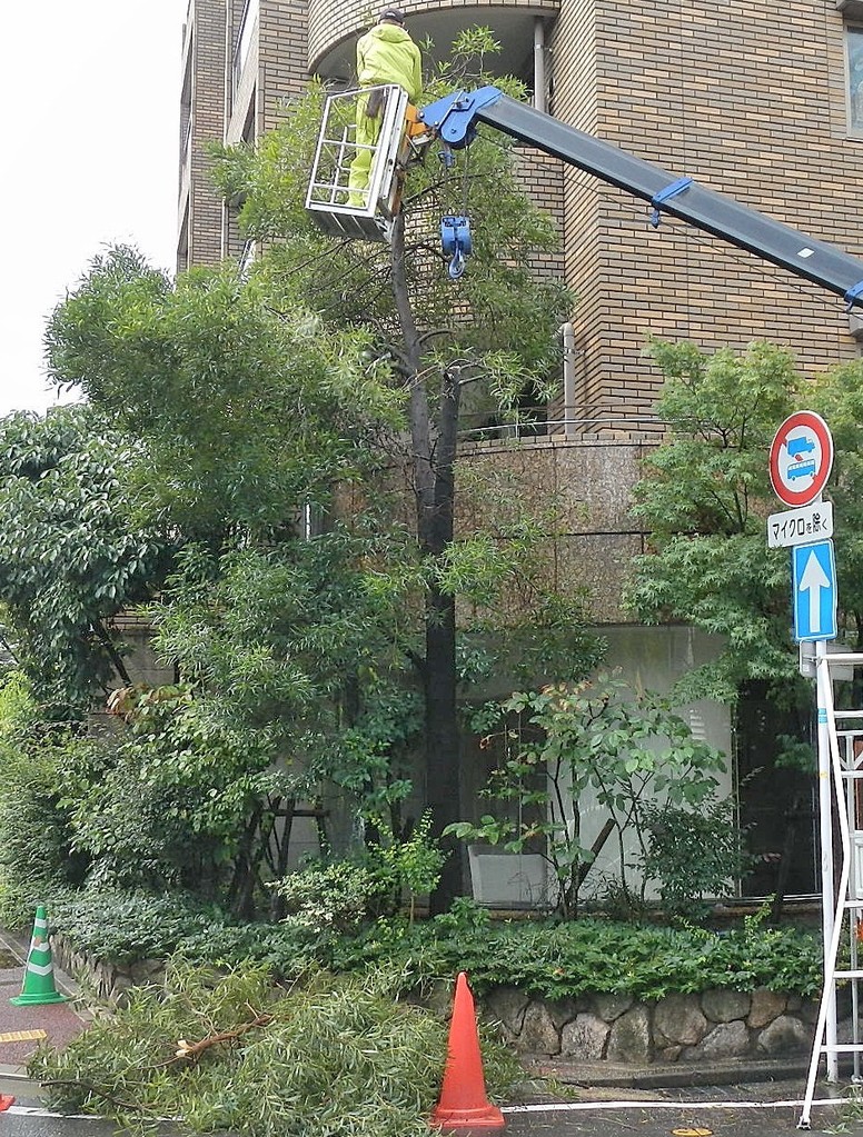 高木ナギの木 低くしました 福岡市南区の植木屋 大橋花園 高木ナギの木 低くしました 福岡市南区の植木屋 大橋花園