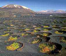 Weinanbau im Vulkanfeld Lanzarote