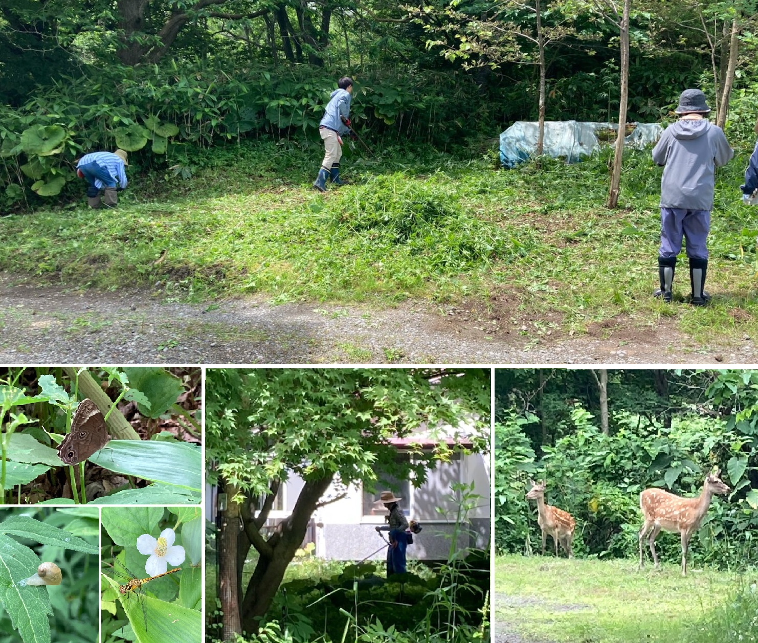 知里森舎の森日記🦌　7月18日
