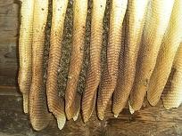 Bienensitz