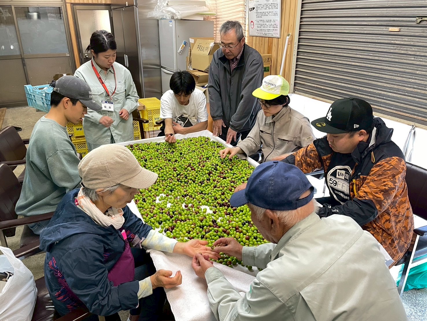 ちびっと就農：オリーブ（三里浜オリーブ生産組合）