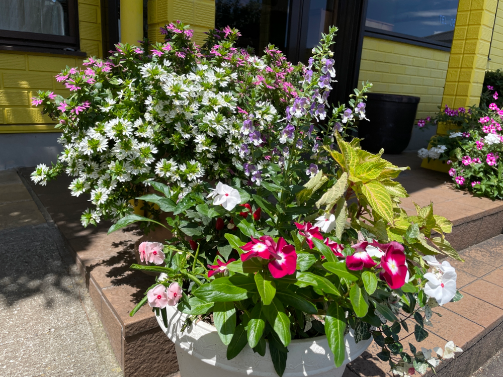 店の前では季節の花がお待ちしております