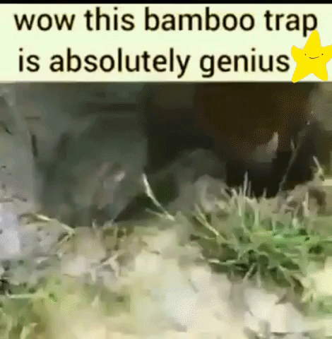 Bamboo trap - DIY