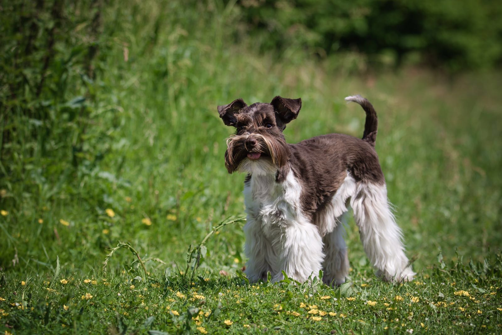 über den schnauzer - Amerikanische Schnauzer vom Mühlenberg