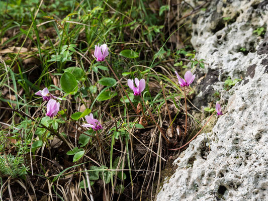 Bild: Alpenveilchen