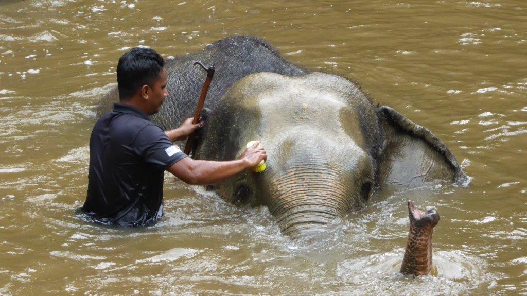 Bild: Ein Elefant wird von einem Wärter gewaschen.
