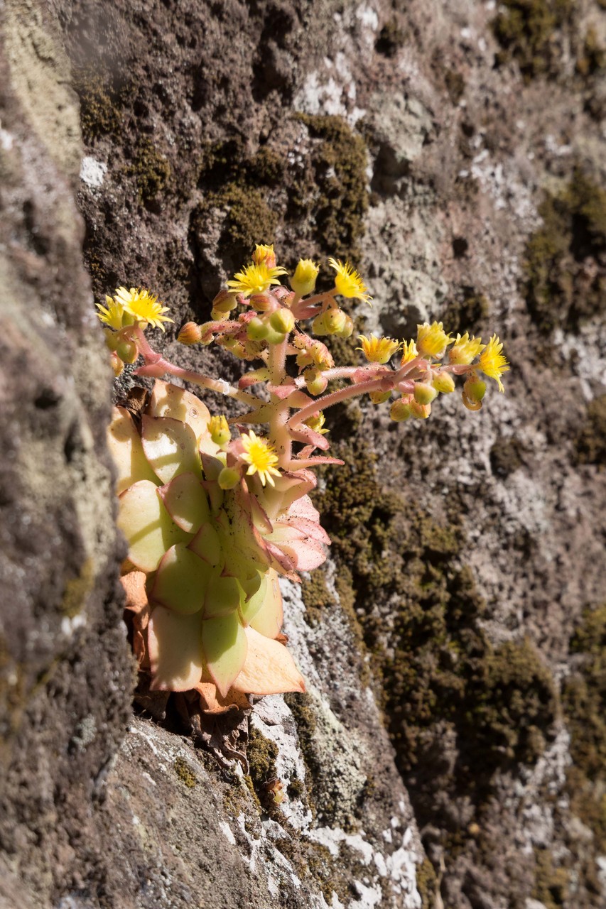 Wandern auf der blühenden Insel Madeira - LUPESI
