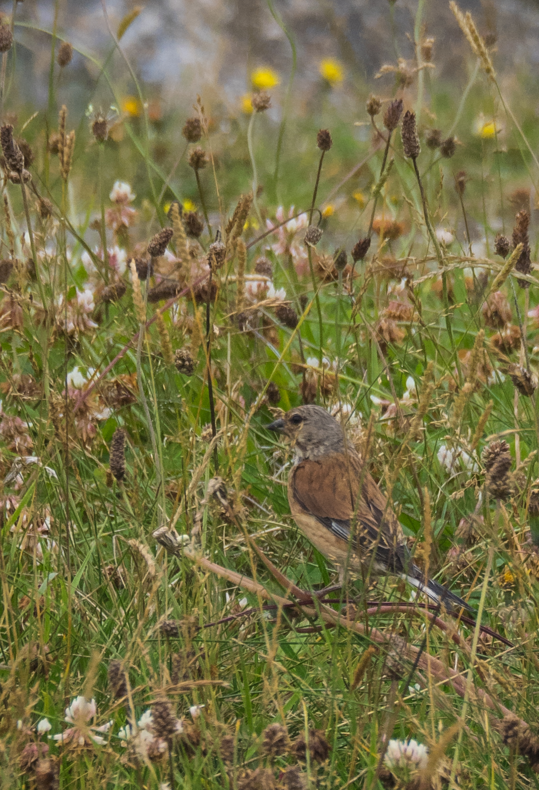 Bild: Vogel