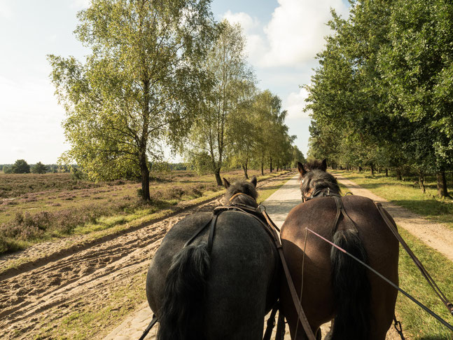 Ein Ausflug in die Lüneburger Heide