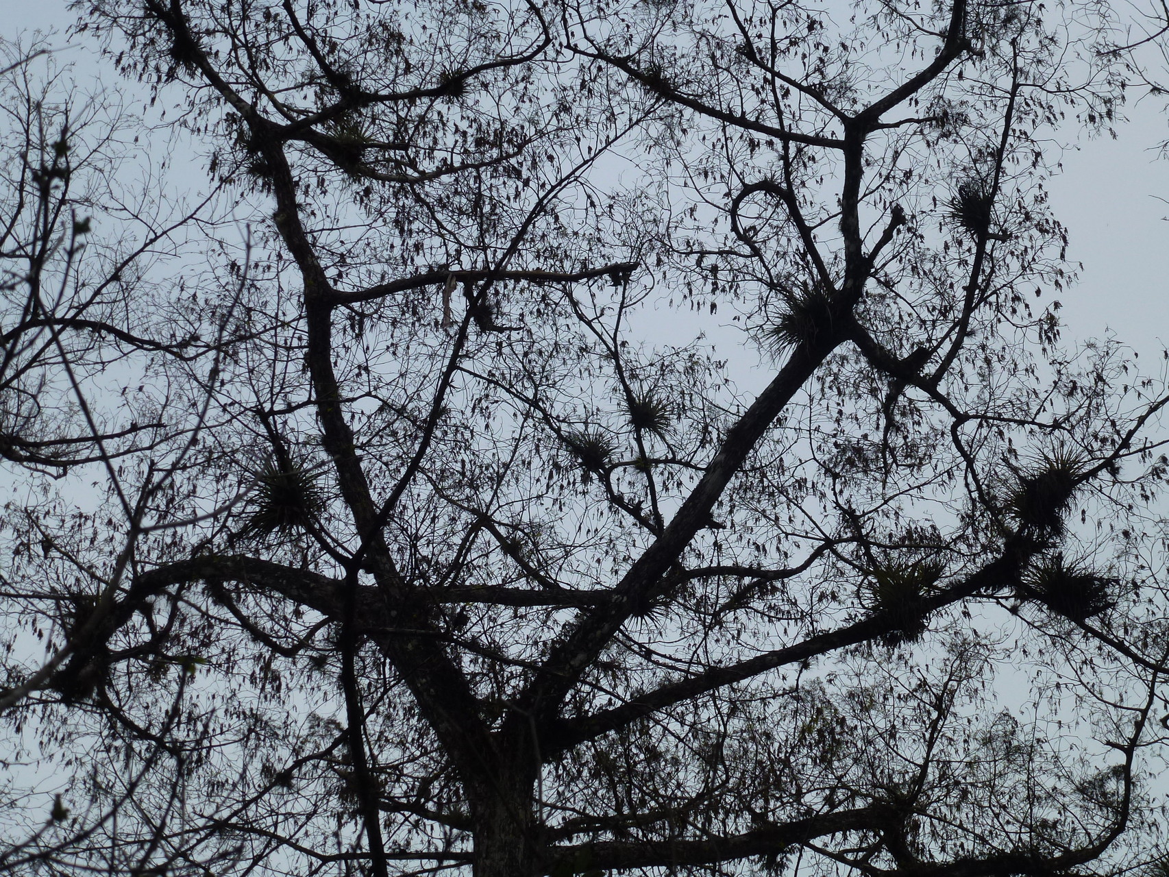 Vogelnester im Baum