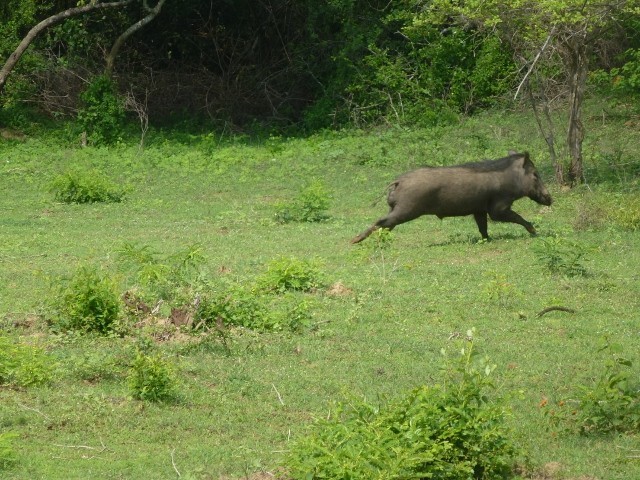 Warzenschwein - Warthog