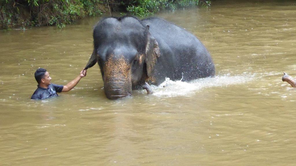 Bild: Ein Elefant wird von einem Wärter gewaschen.