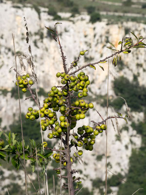 Bild: Beeren