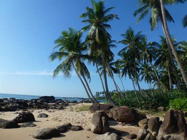 Bild: Palmen am Meer