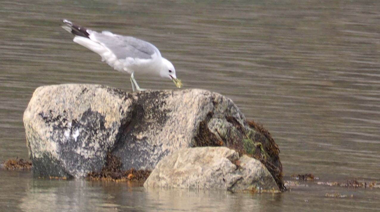 Möwe mit Krebs