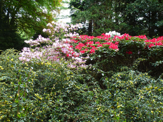 Bild: Rhododendron