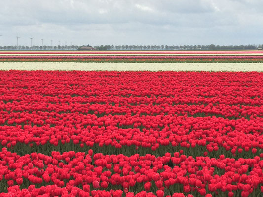 Tulpenanbaufeld in Flavoland in den Niederlanden