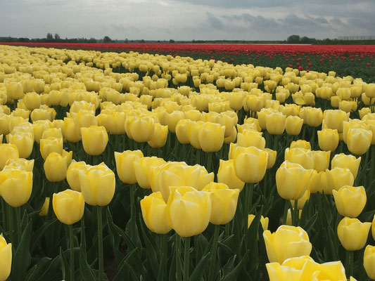 Gelbes Tulpenanbaufeld in Flavoland in den Niederlanden