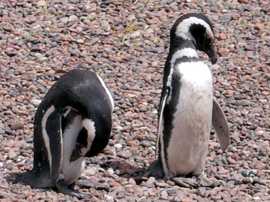 Bild: Pinguine