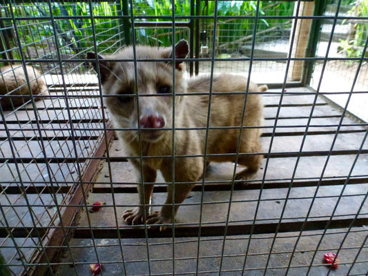 Bild: Fleckenmusang