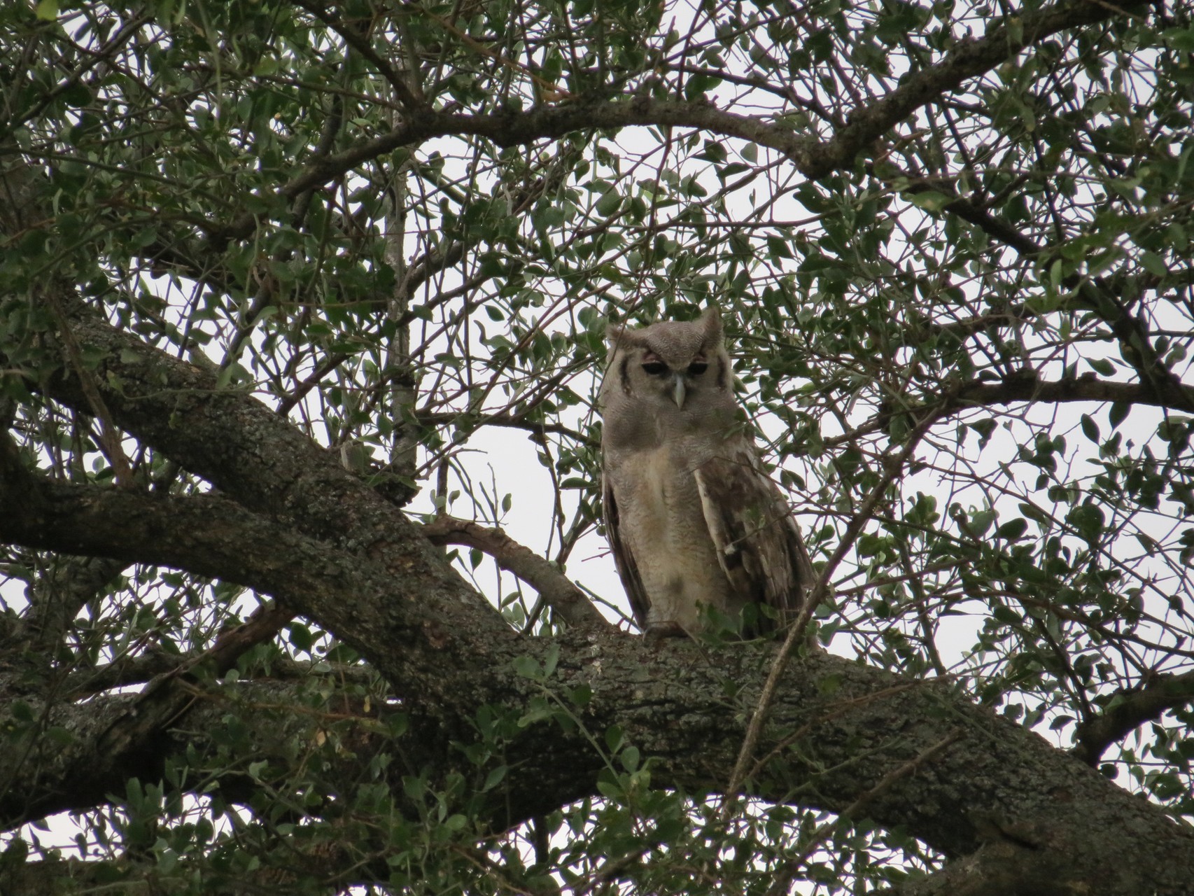 Eule - Owl