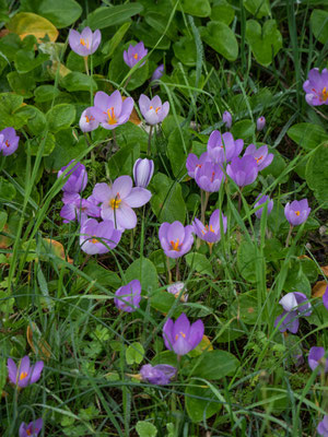 Bild: Krokusse