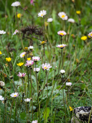 Bild: Gänseblümchen