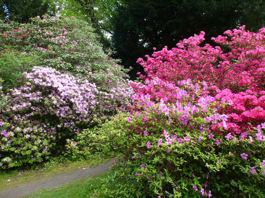 Bild: Rhododendron