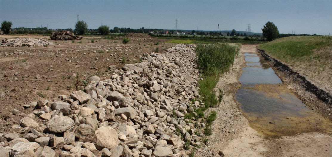 Alles was das Krötenherz begehrt: Laichgewässer, Steinhaufen zum Überwintern, offener Boden zum Graben (Bild: K. Weddeling)