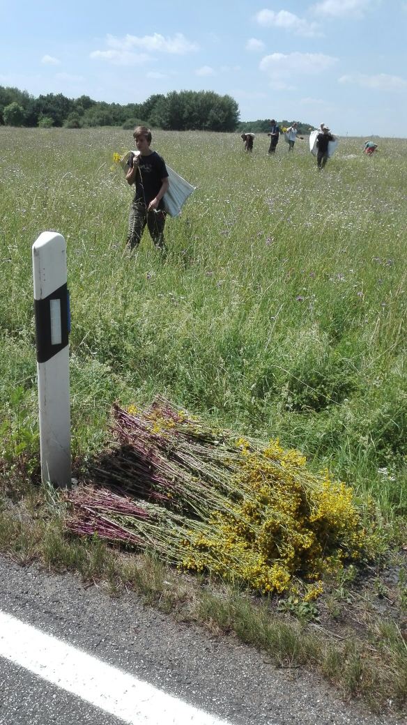 Tausende Pflanzen wurden entsorgt (Bild: K. Weddeling)