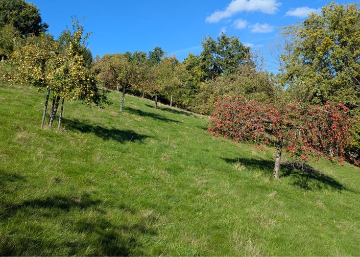 Tag der Streuobstwiese - Obstbaumschnitt- und Veredlungskurs