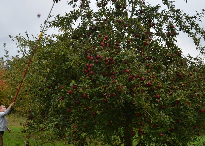 Obstannahme - Termine für die öffentliche Apfelannahme