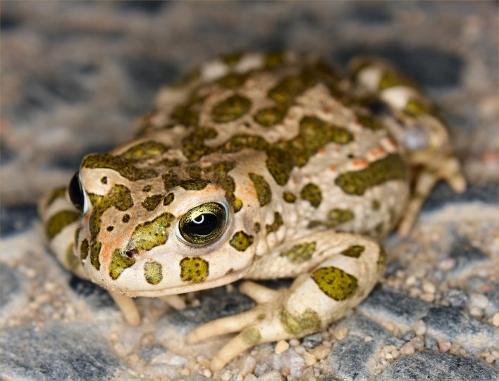 Im Tarnanzug: die Wechselkröte (Bufo viridis) Bild: K. Weddeling)