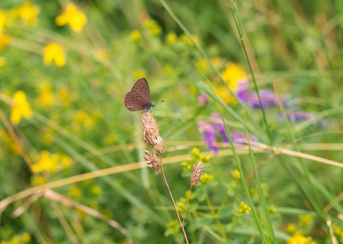 Geführte Exkursion zum Wiesenknopf-Ameisenbläuling