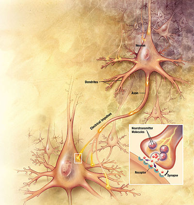 Biochimie de la migraine
