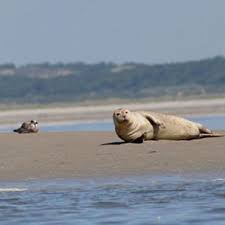 les Phoques de la Baie de Somme à 10 minutes de la VILLA ST VAL notre b&b