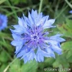 コーンフラワー:最高級のブルーサファイアの形容はこの花が由来