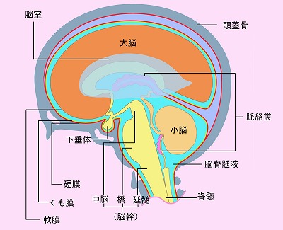 頭蓋仙骨治療のイメージ画像（CST療法）