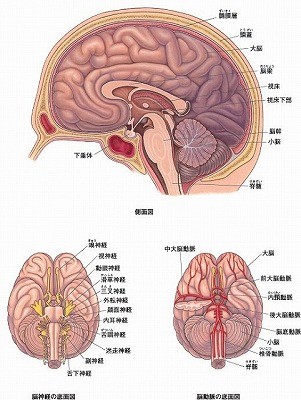 頭蓋仙骨治療の脳内部画像（CST療法）