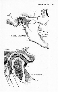 顎関節：関節円板