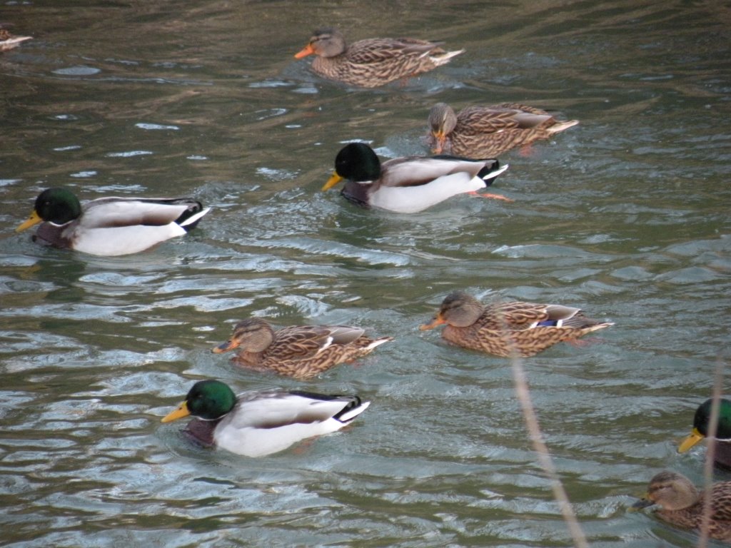 Wildenten an unserem Bach Trattnach