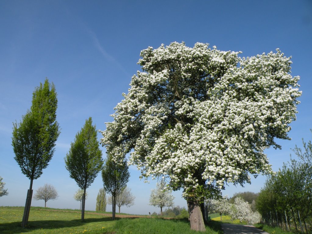 Frühling am Magdalenaberg