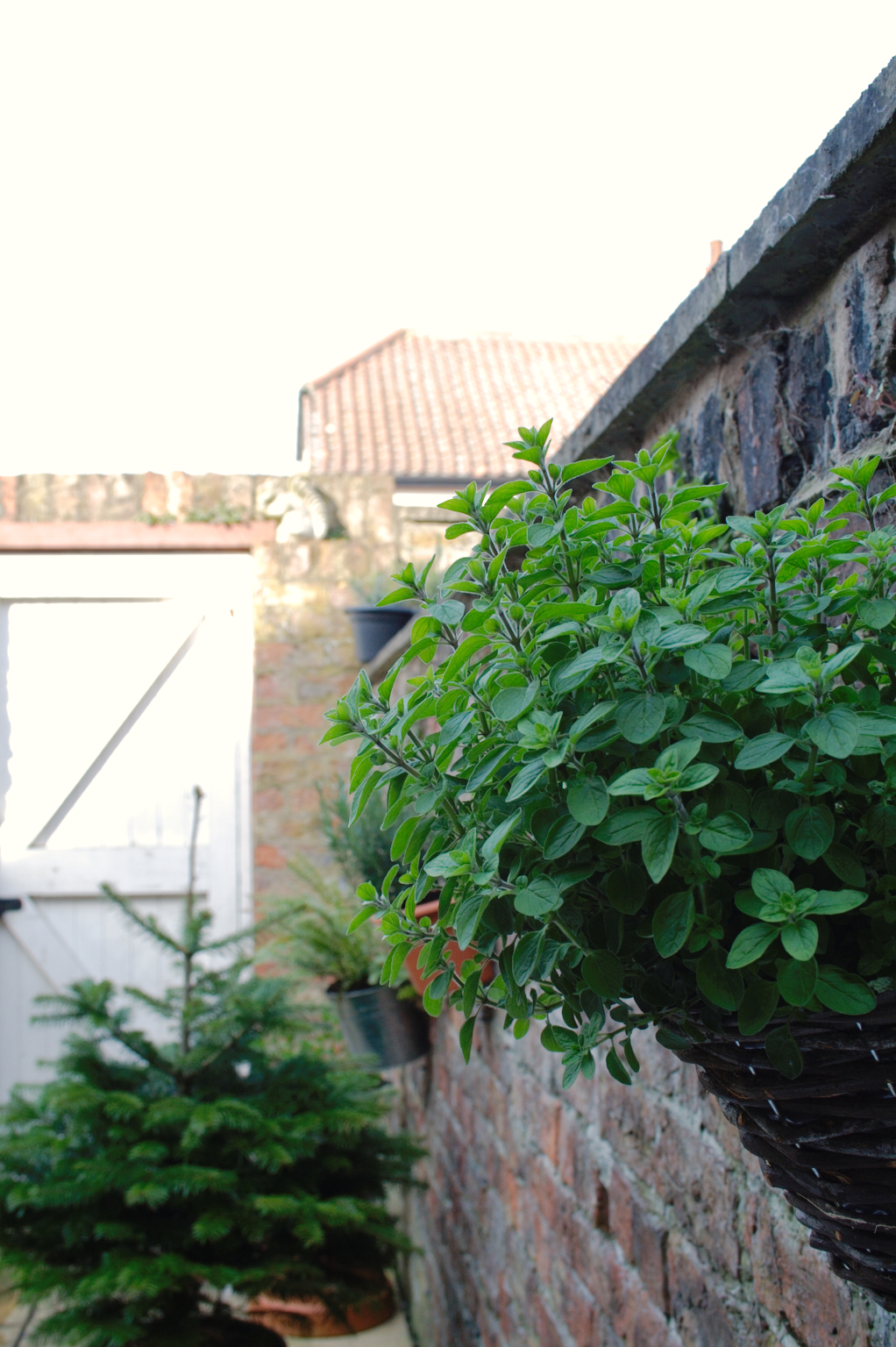 Mein englischer Garten - Oregano an der Mauer - Zebraspider DIY Anti-Fashion Blog