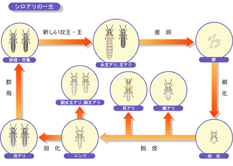 シロアリの一生