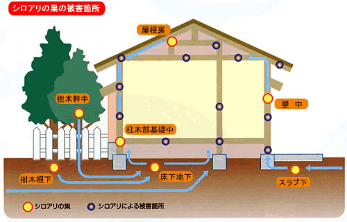 シロアリ侵入