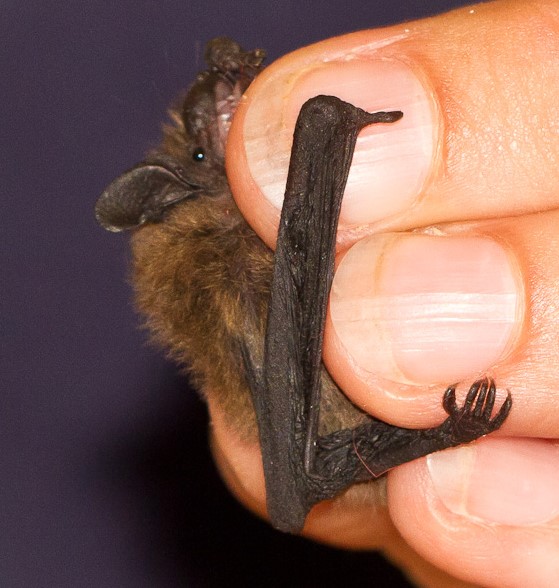 Bild: „Zwergfledermaus“, Foto: Ralf Trinkmann