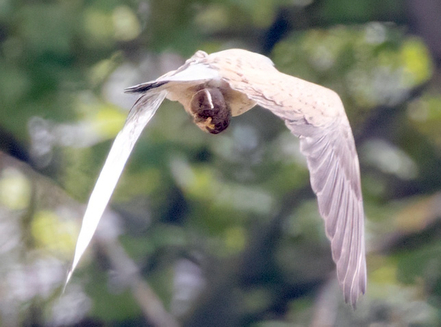 dann jagt er eine Maus und fliegt mit ihr davon 