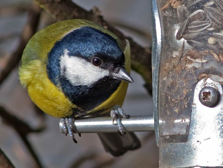 Tiere im Winter- Tipps zur Vogelfütterung